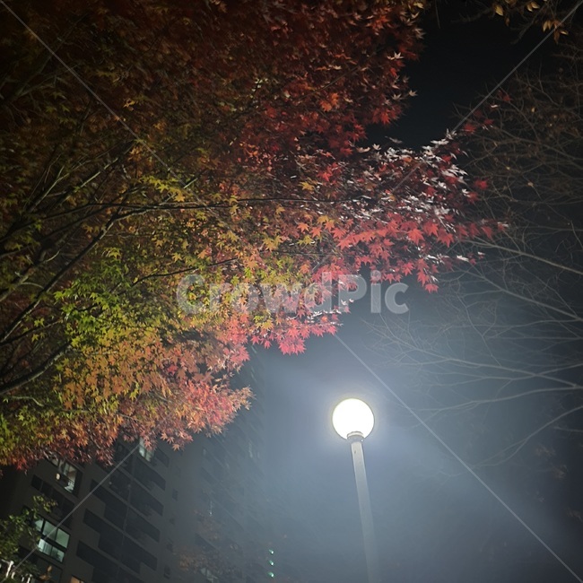 자연,낙엽,가을,가로등,단풍,밤,하늘,나뭇잎,나뭇가지,식물,plant,나무,tree,플레어,flare,빛,light
