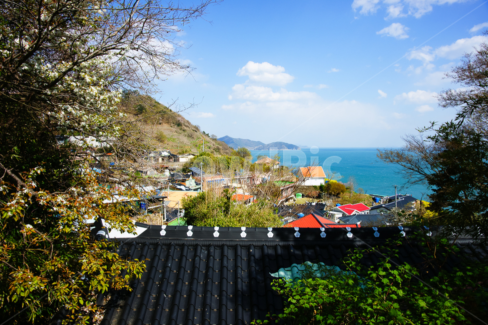 spring,spring flowers,sky,roof,Cherry Blossom,ocean,nature,spring scenery,flower