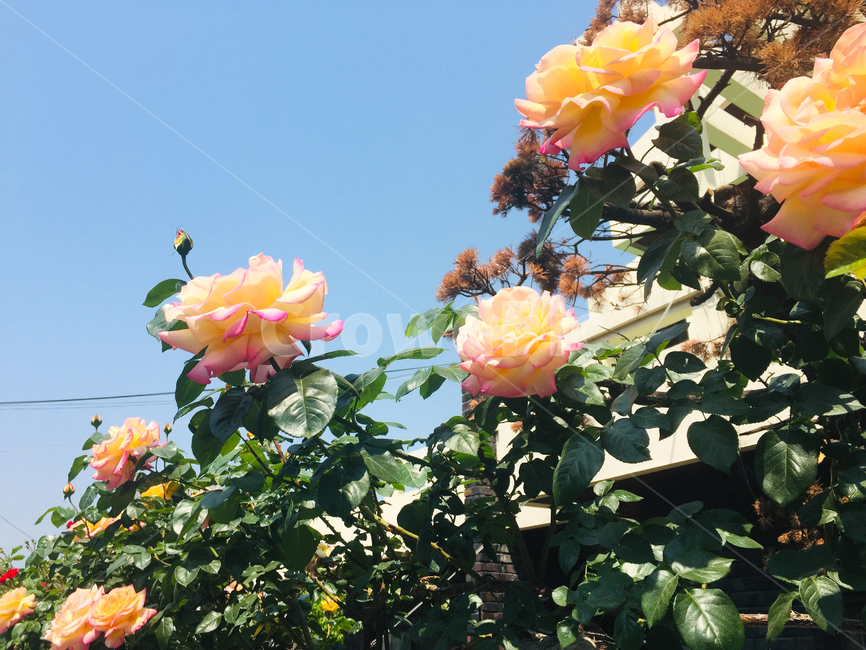 장미,rose,들장미,pink,식물