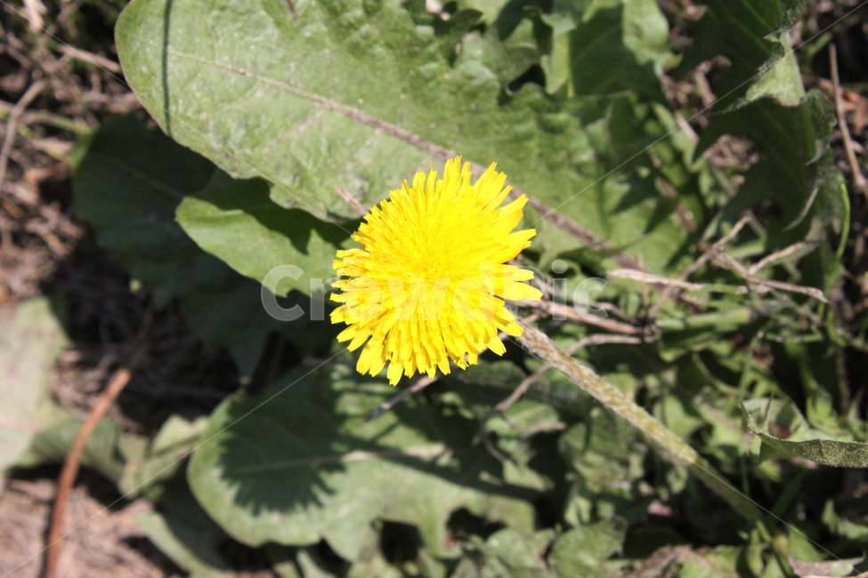 민들레,꽃,식물,자연,nature,dandelion,flower,plant