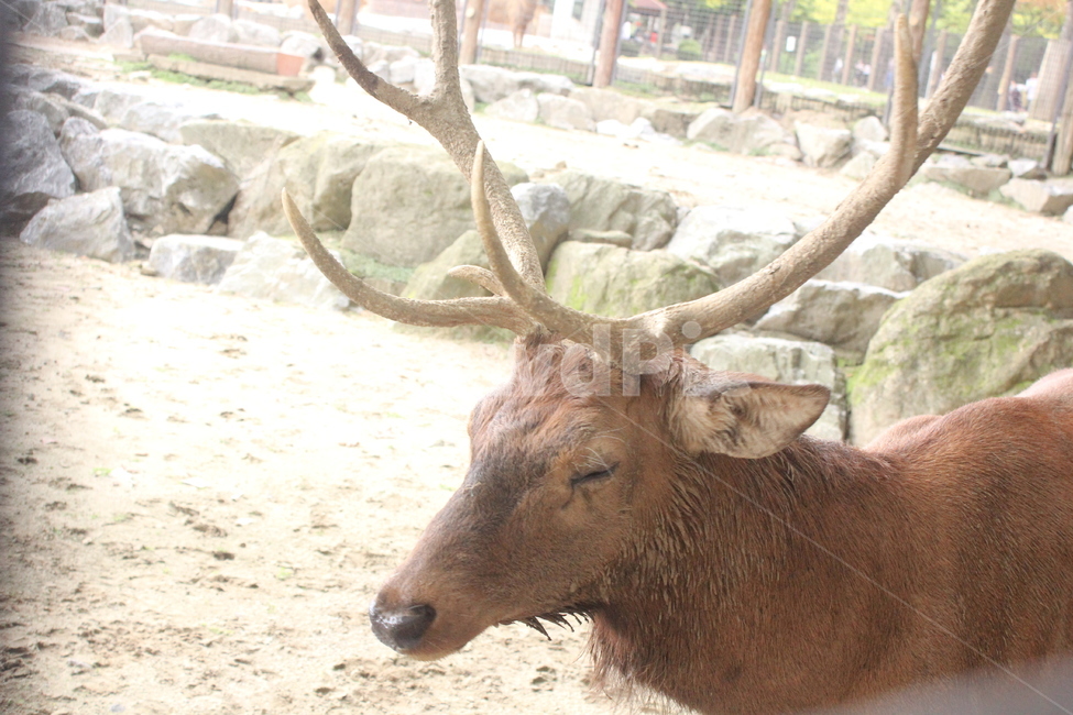 사슴,동물원,동물,뿔,졸림,동물,animal,포유류,mammal