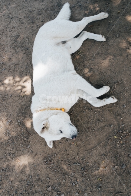 강아지,낮잠,진돗개,개꿀잠,꿀잠,동물,animal,포유류,mammal,개,강아지,dog,doggy