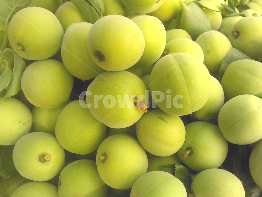 매실,청매실,초록색,열매,과일,green,매실나무,식물,과일,열매,fruit