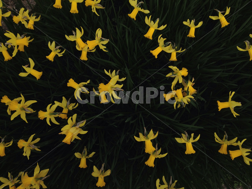 꽃,수선화,다포딜,daffodil,노랑,옐로,yellow,자연,정원,가든,garden,꽃밭,마당,노란색