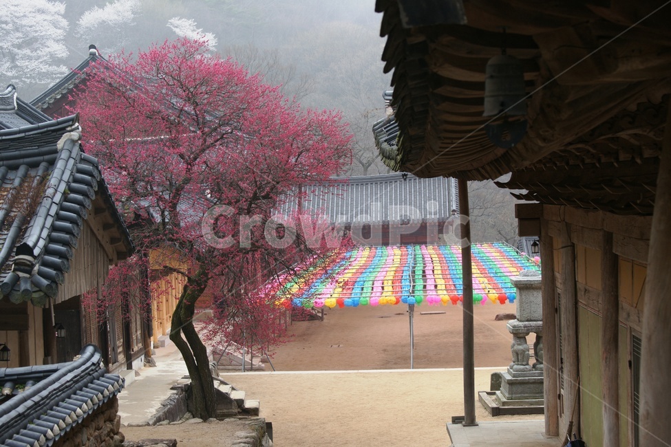 사찰,불교,구례,봄,연등,봄,계절,spring,season,한국전통,한국문화,korean traditional,korean culture,plant,식물