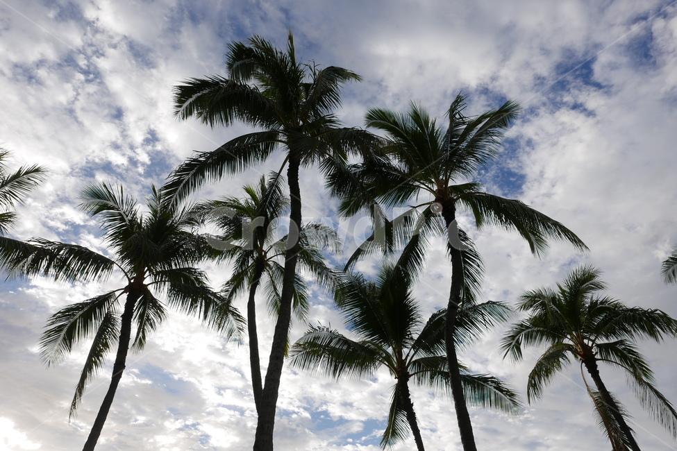 하와이,와이키키,야자,외국,야자수,자연,풍경,nature,landscape,식물,plants,나무,trees,wood,summer,여름,tree,plant,palm tree