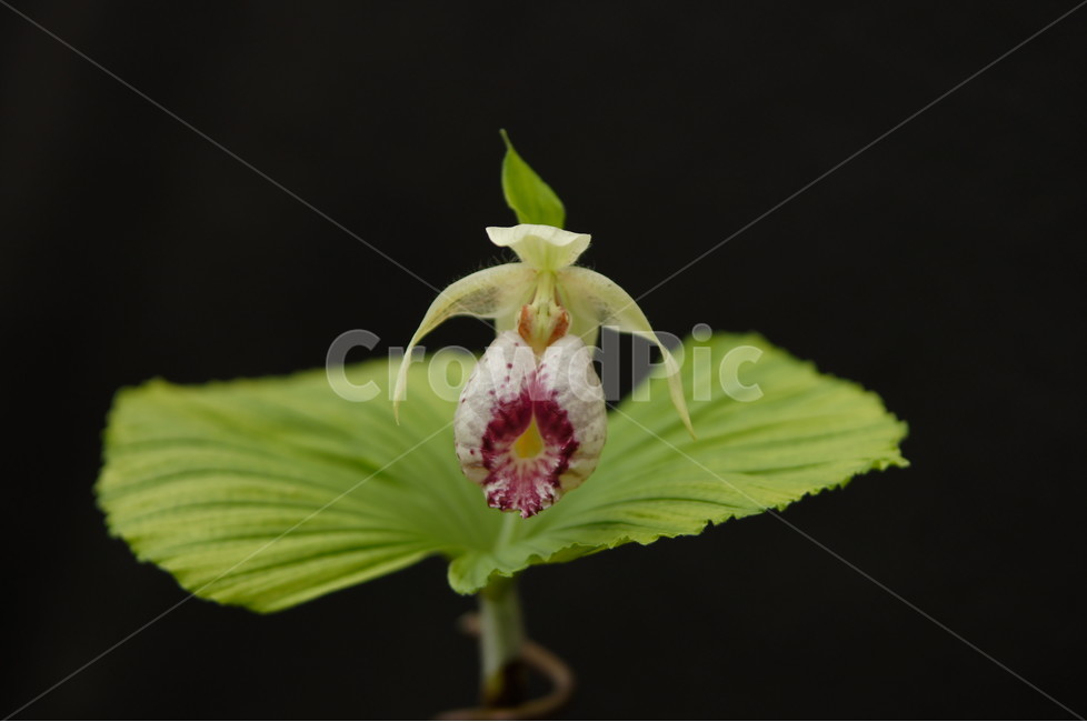 광릉요강꽃,꽃,식물,자연,야생화,식물,자연,plants,nature,꽃,flower