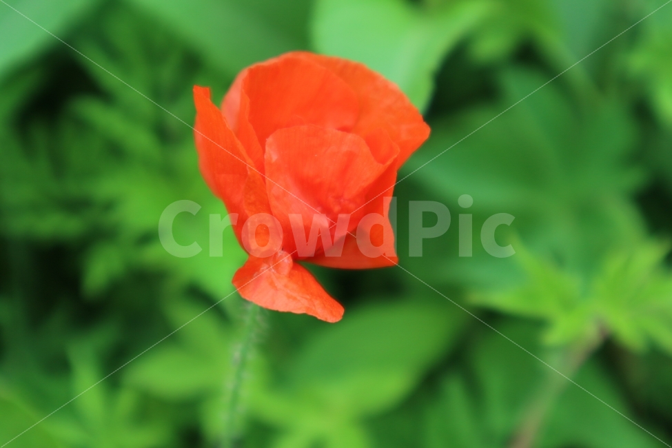 꽃,식물,주황,싱그러움,여유,식물,자연,plants,nature,꽃,flower