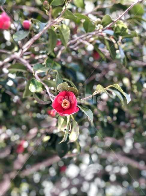 꽃,동백꽃,나무,flower,camellia,camelliaflower,동백나무,자연,동백,꽃나무,동백꽃나무,식물,자연,plants,nature,꽃,flower