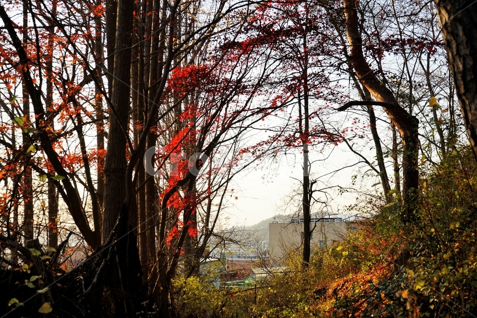 가을,단풍,단풍나무,붉은색,자연,화려함,가을풍경,autumn,fall,autumnleaves,plant,nature,계절,나무,븕은색,maple,red,season,colorful,느낌,감성,trees,branches,울긋불긋,자연autumn,mapletree,가을배경,배경화면,가을,계절,fall,autumn,season,식물,자연,plants,nature,나무,trees,wood,tree,tree trunk,나무 줄기,leaf,잎