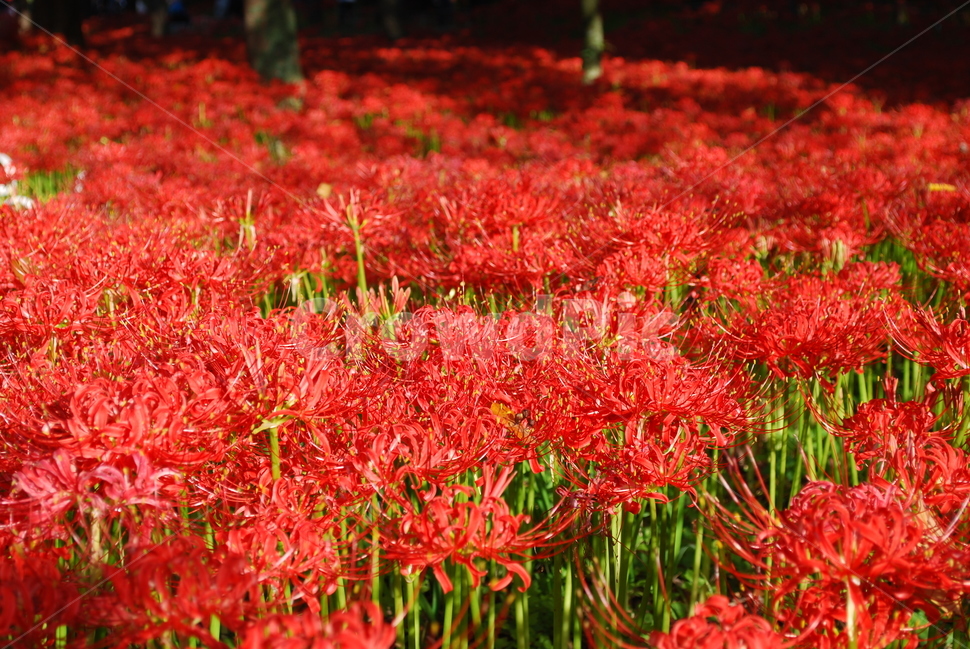 영광,불갑사,상사화,꽃무릇,꽃무릇축제,상사화축제,자연,풍경,nature,landscape,식물,plants,꽃,flower,plant,blossom