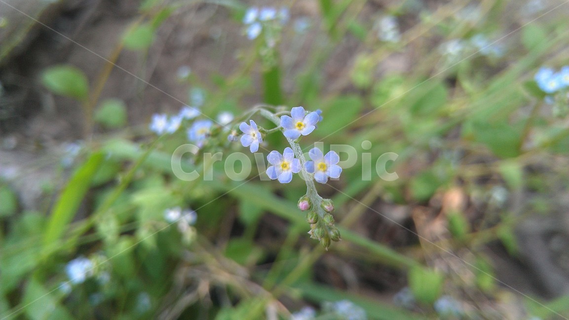 plant,식물,꽃,flower,wildflower,blue,식물,자연,plants,nature,꽃,flower