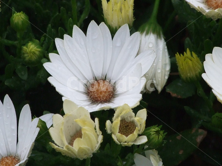 꽃,식물,예쁜꽃,꽃송이,수수한꽃,식물,자연,plants,nature,꽃,flower