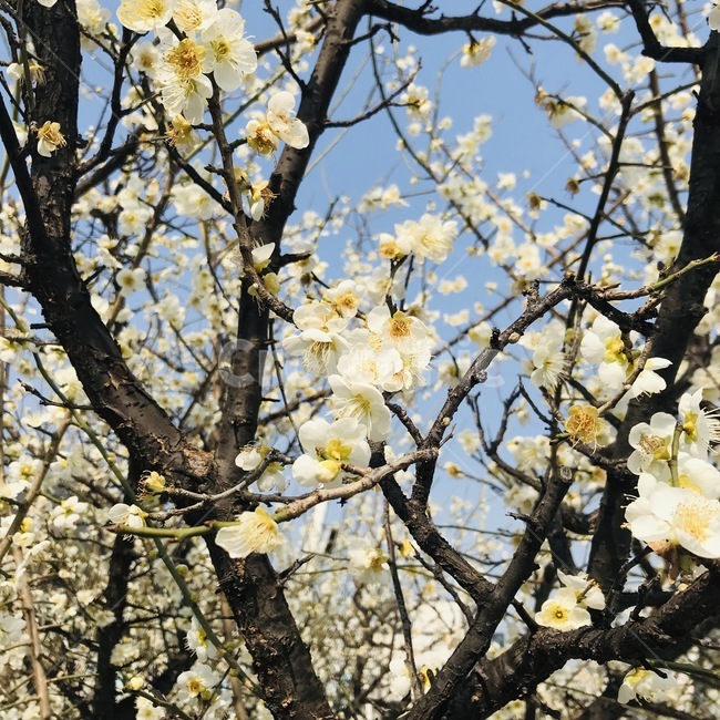 벚꽃,하늘,나무,배경화면,꽃,봄,계절,spring,season,식물,자연,plants,nature,꽃,flower,plant