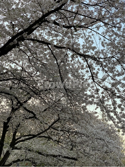 벚꽃,꽃,봄,하늘,나무