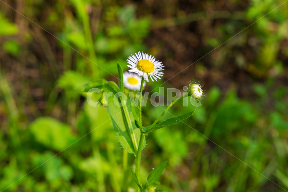 길가,꽃,아웃포커싱,민들레,flower,초록,식물,자연,plants,nature,꽃,flower