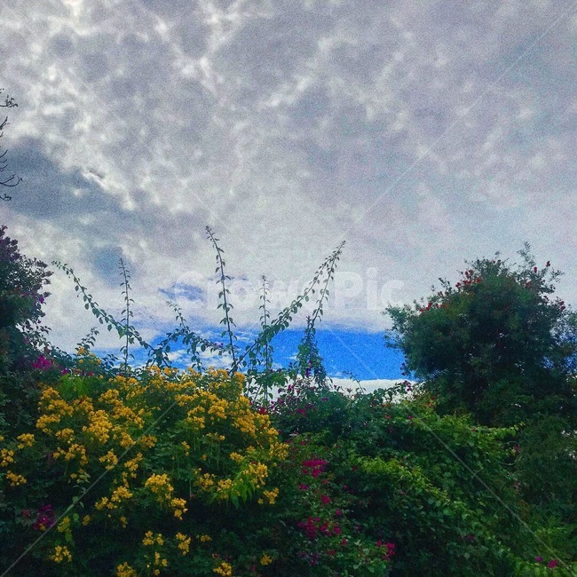 정원,꽃,노란꽃,빨간꽃,하늘,자연,풍경,nature,landscape,outdoors,옥외