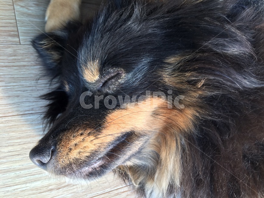 강아지,개,장털,수면,강아지코,동물,animal,포유류,mammal,개,강아지,dog,doggy