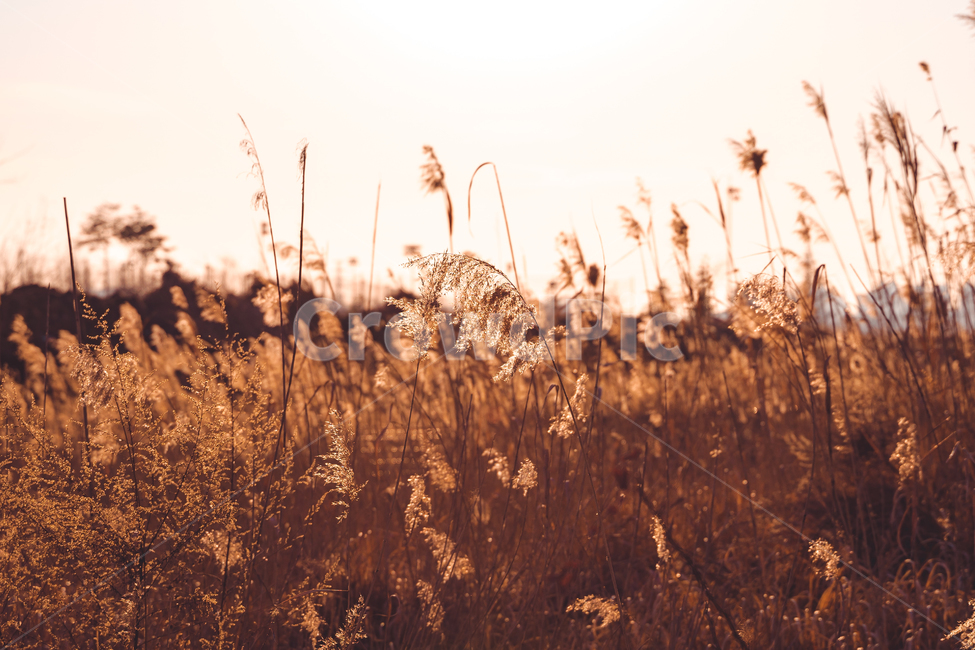 갈대,노을,석양,해질녘,sunset,spring,갯골생태공원,한국자연풍경,가을,계절,fall,autumn,season,식물,자연,plants,nature,감성,sensible,feeling,plant,grass,잔디,lawn,reed