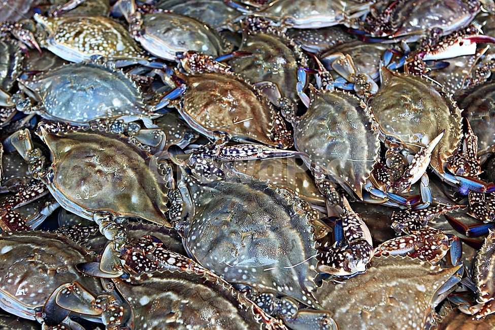 꽃게,게,먹거리,식재료,음식,음식,식재료,요리,food,cook,meal,dishes,food reserves,수산물,해산물,fishery products,seafood