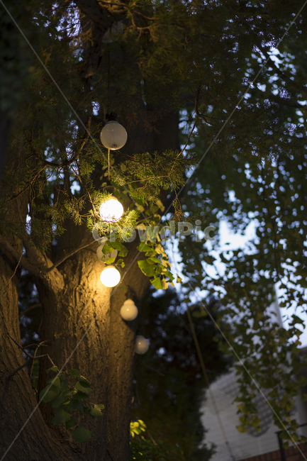 전등,밤,저녁,전구,밤거리,야경,밤,풍경,nightscape,night,landscape,식물,자연,plants,nature,나무,trees,wood,flare,플레어,light,빛,tree,plant