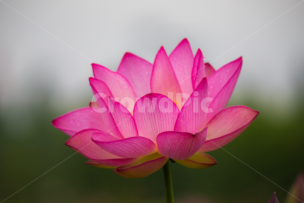 연꽃,고고함,함안,아라연꽃,아라홍련,식물,자연,plants,nature,꽃,flower
