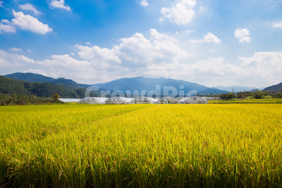 벼,추수,농촌,들녘,가을,하늘,구름,농사,파란하늘,자연,옥외,outdoors,목초지,쌀,벼이삭,grassland,노랑색,yellow,시골,마을,풍경,landscape,country,rural,town