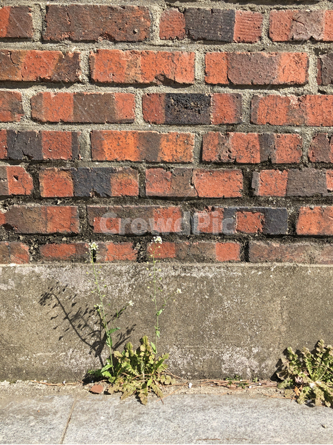 벽돌,벽,들꽃,들풀,담,brick,wall,flower