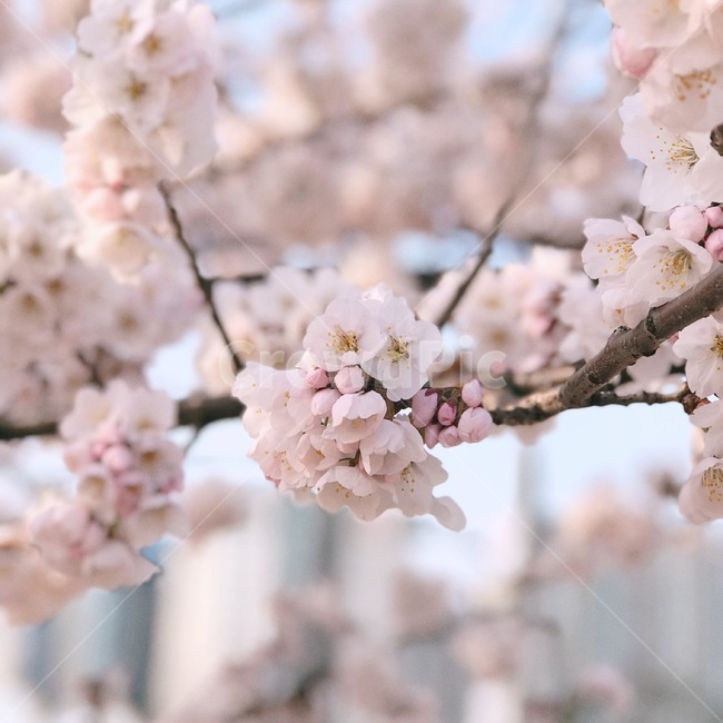 벚꽃,봄,벚꽃나무,cherryblossoms,계절,spring,봄,계절,spring,season,식물,자연,plants,nature,꽃,flower,plant,blossom