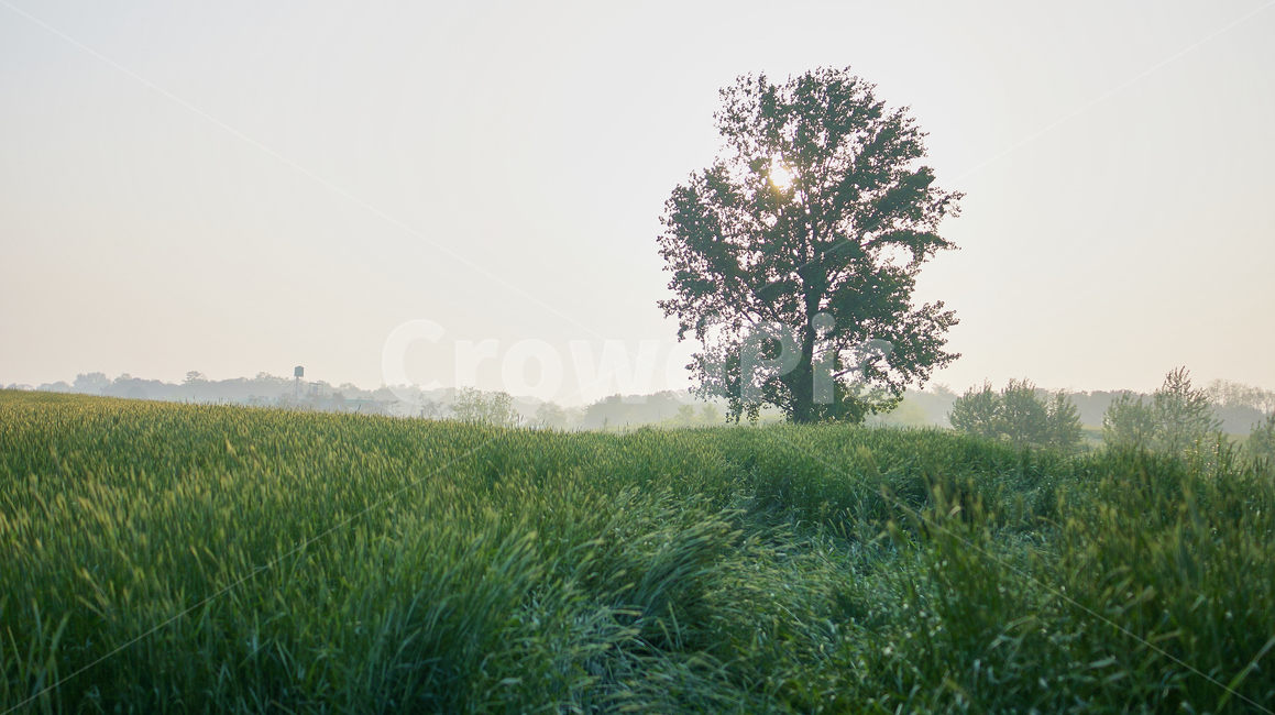 grassland,목초지,field,들,outdoors,옥외,nature,자연,plant,식물,grass,잔디
