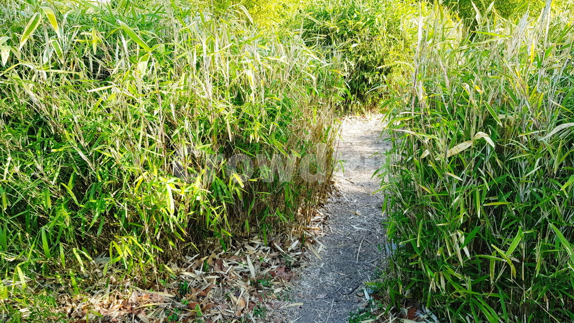 대나무,대나무숲,공원,정원,숲,외길,자연,풍경,nature,landscape,gravel,자갈,road,도로,dirt road,흙길,ground,바닥