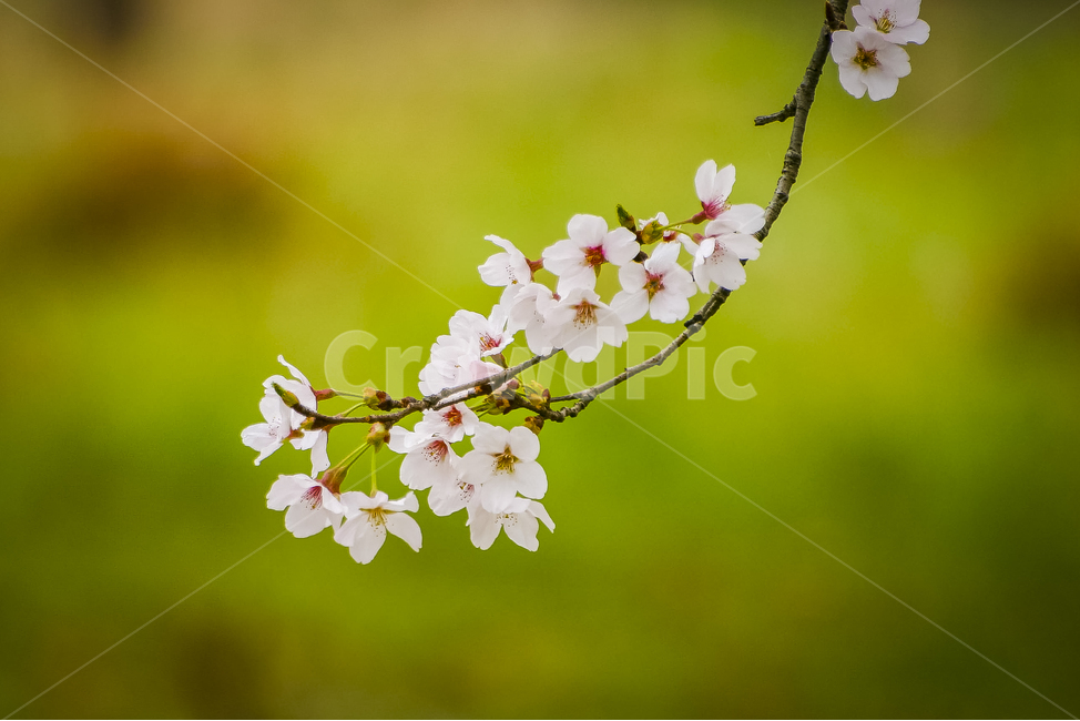 벚꽃,꽃잎,개화,봄,접사,매크로,봄,계절,spring,season,식물,자연,plants,nature,꽃,flower,plant