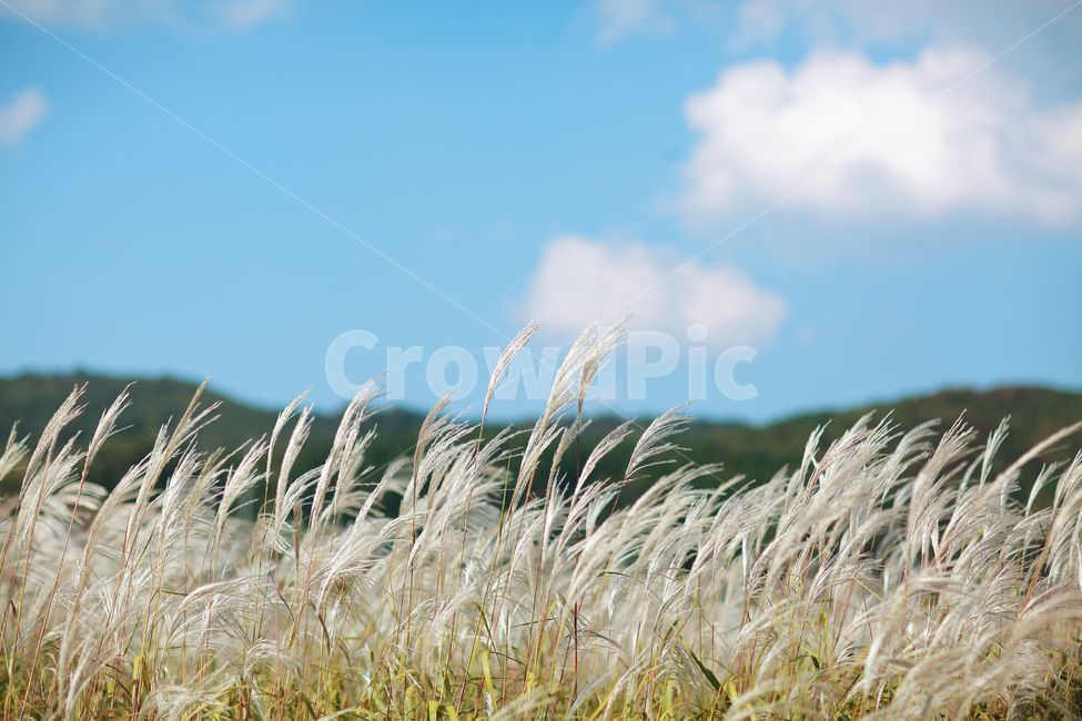 가을,억새,하늘,풍경,구름,가을,계절,fall,autumn,season,grass,잔디,plant,식물,lawn