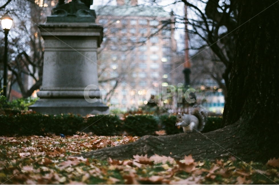 미국,뉴욕,유니온스퀘어,다람쥐,가을,가을,계절,fall,autumn,season,동물,animal,포유류,mammal