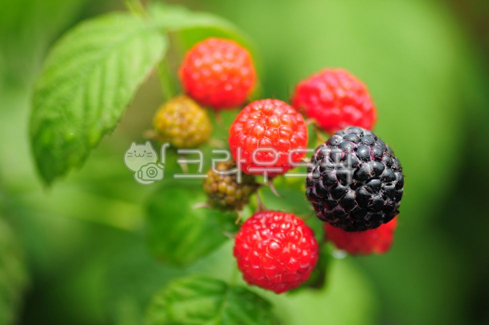 산딸기,식물,과일,음식,복분자