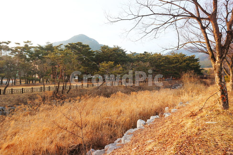 가을,갈대,fall,노랑,오후