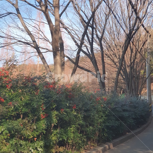 plant,식물,tree,나무,꽃,나무줄기,flower
