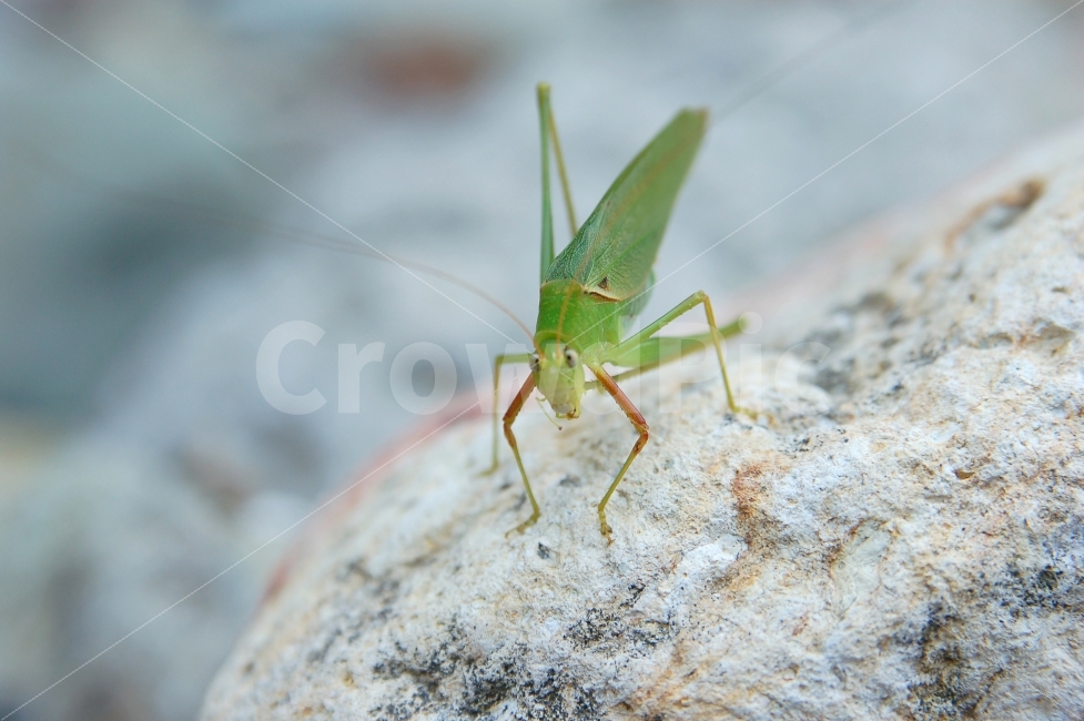 메뚜기,곤충,동물,자연,생태,접사,녹색,더듬이,안테나,방아깨비,동물,animal,곤충,벌레,insect,bug