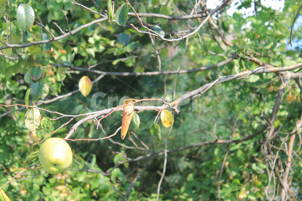 모과,quince,가을,autumn,fall,나무,trees,wood,과일,열매,fruit