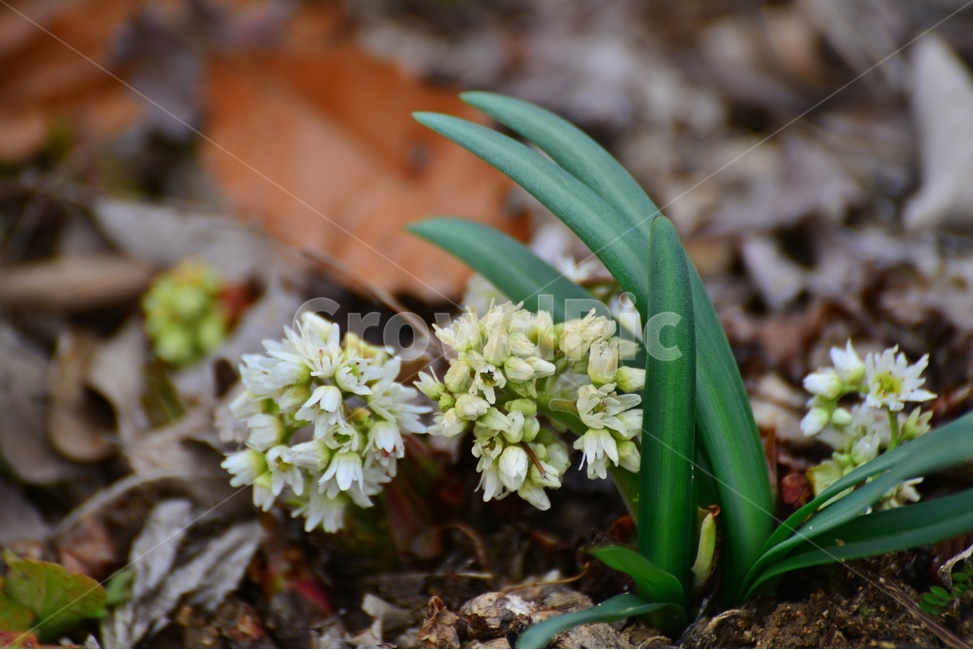 plant,식물,flower,blossom,amaryllidaceae,수선화과,돌단풍,돌단풍꽃,꽃,돌나리,야생화,흰꽃,식물,자연,plants,nature,꽃,flower