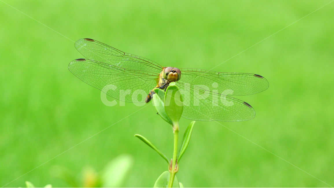 잠자리,곤충,자연,접사,풀밭,동물,animal,곤충,벌레,insect,bug