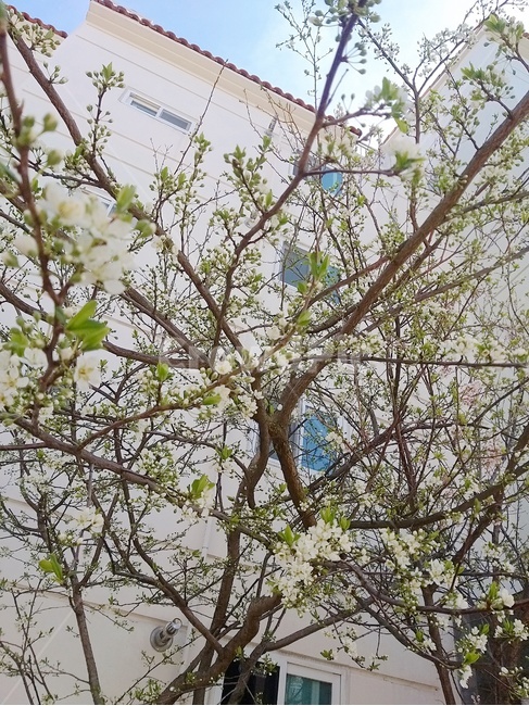 꽃,나무,아파트,거리,제주,봄,풍경,아름다운,힐링,여가,생활,봄바람,따뜻