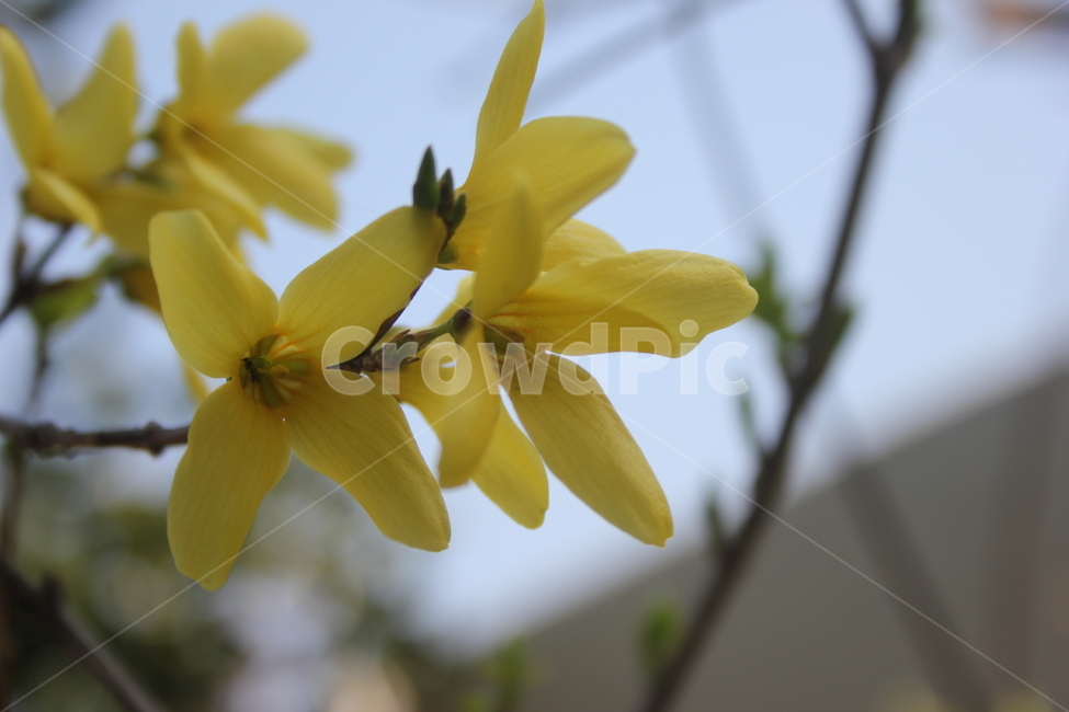 spring,spring flowers,forsythia,forsythia flower,March flowers