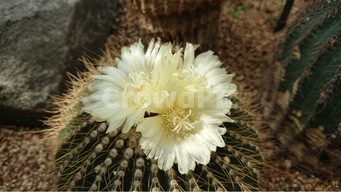 식물,나무,선인장,선인장꽃,녹색,green,자연,식물,자연,plants,nature,꽃,flower