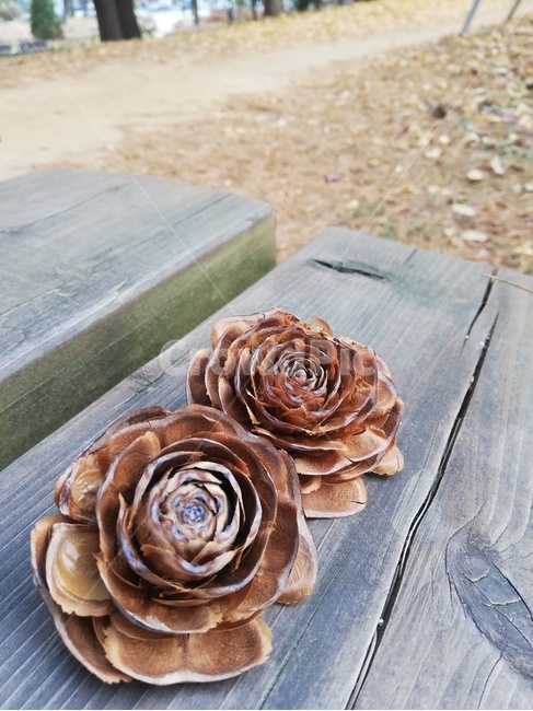 나무,wood,자연,장미솔방울,휴식