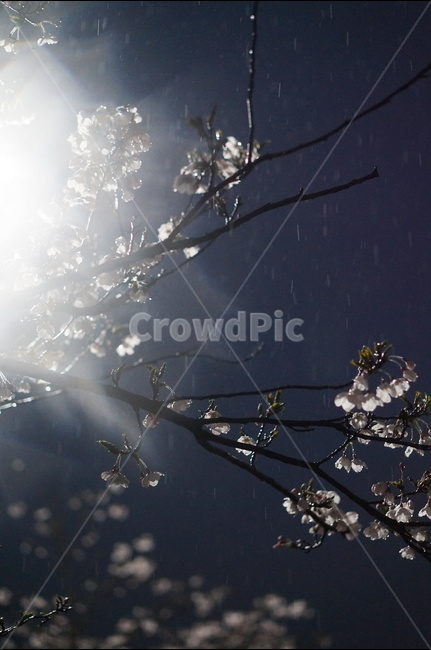 벗꽃,4월,야경,가로등,빛,흰색,봄,계절,spring,season,야경,밤,풍경,nightscape,night,landscape,식물,자연,plants,nature,꽃,flower,비,비오는날,rain,rainy,light,flare,플레어
