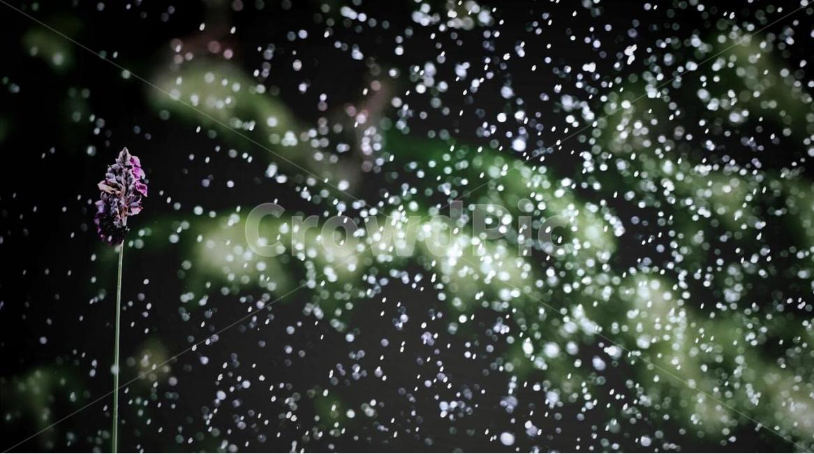 꽃,접사,눈,분위기,겨울,겨울,계절,winter,season,식물,자연,plants,nature,꽃,flower