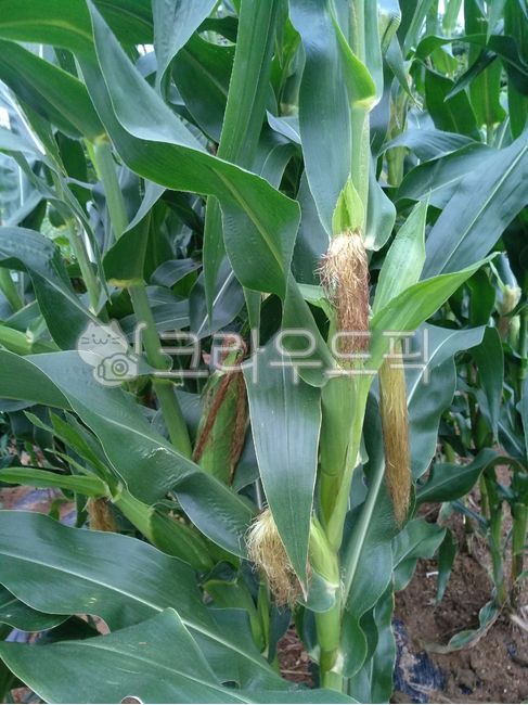 cornfield,Corn cultivation,corner,crops,grain,corn stubble
