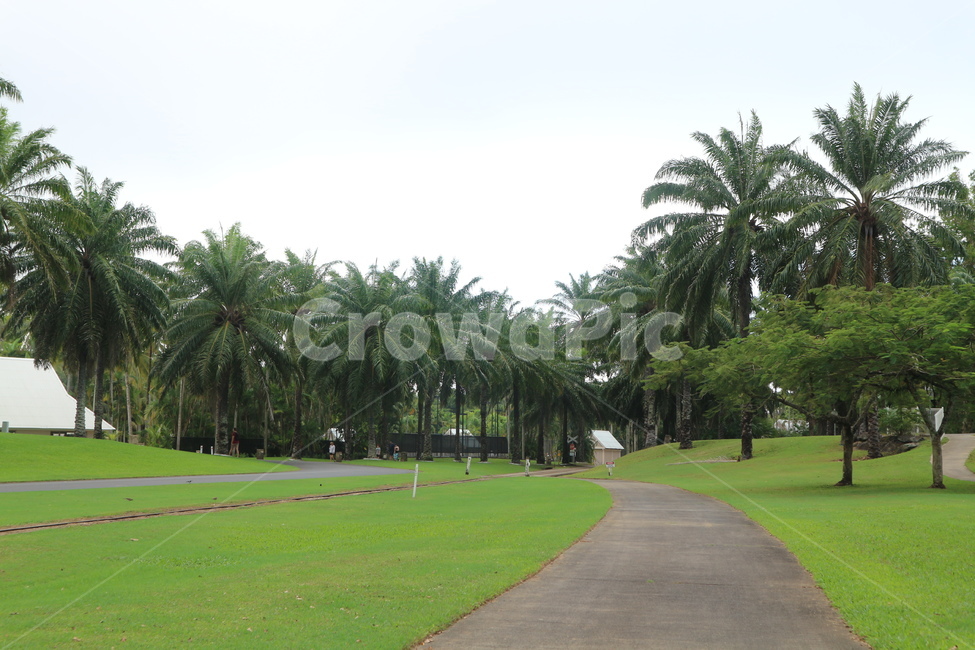야자수,야자나무,나무,들판,초록색,공원,파크,park,palmtree,자연,풍경,nature,landscape,outdoors,옥외,grass,잔디,plant,식물,field,들
