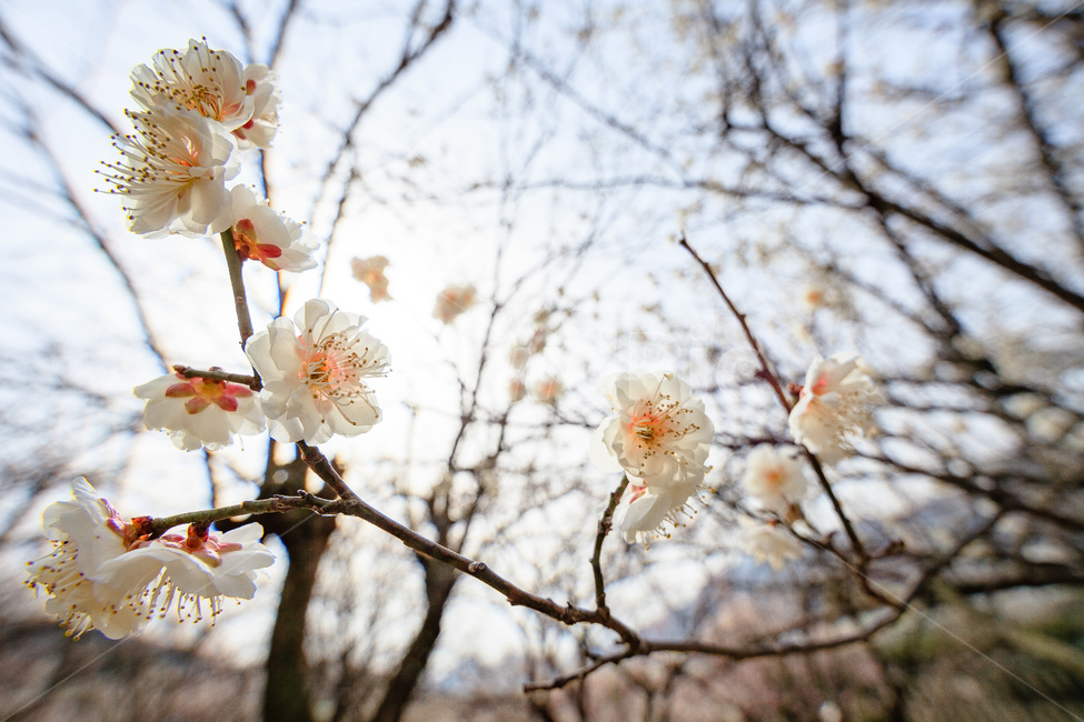 매화,식물,꽃,봄,꽃들,꽃잎,봄,계절,spring,season,식물,자연,plants,nature,꽃,flower,plant